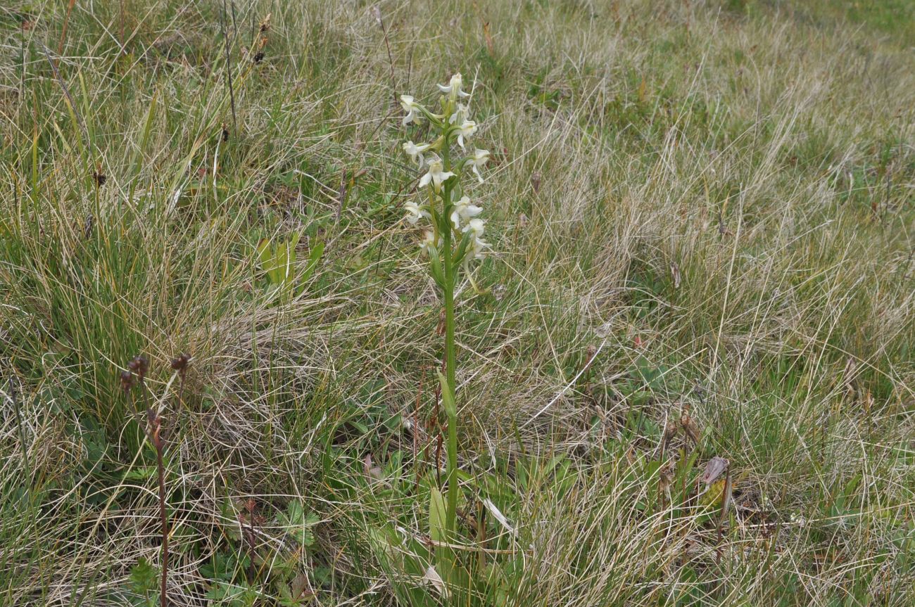 Image of Platanthera chlorantha specimen.