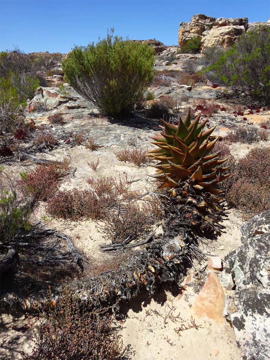 Изображение особи Aloe perfoliata.