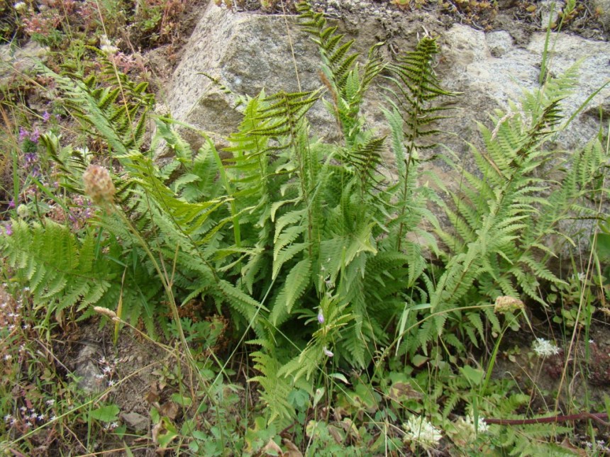 Image of Dryopteris filix-mas specimen.