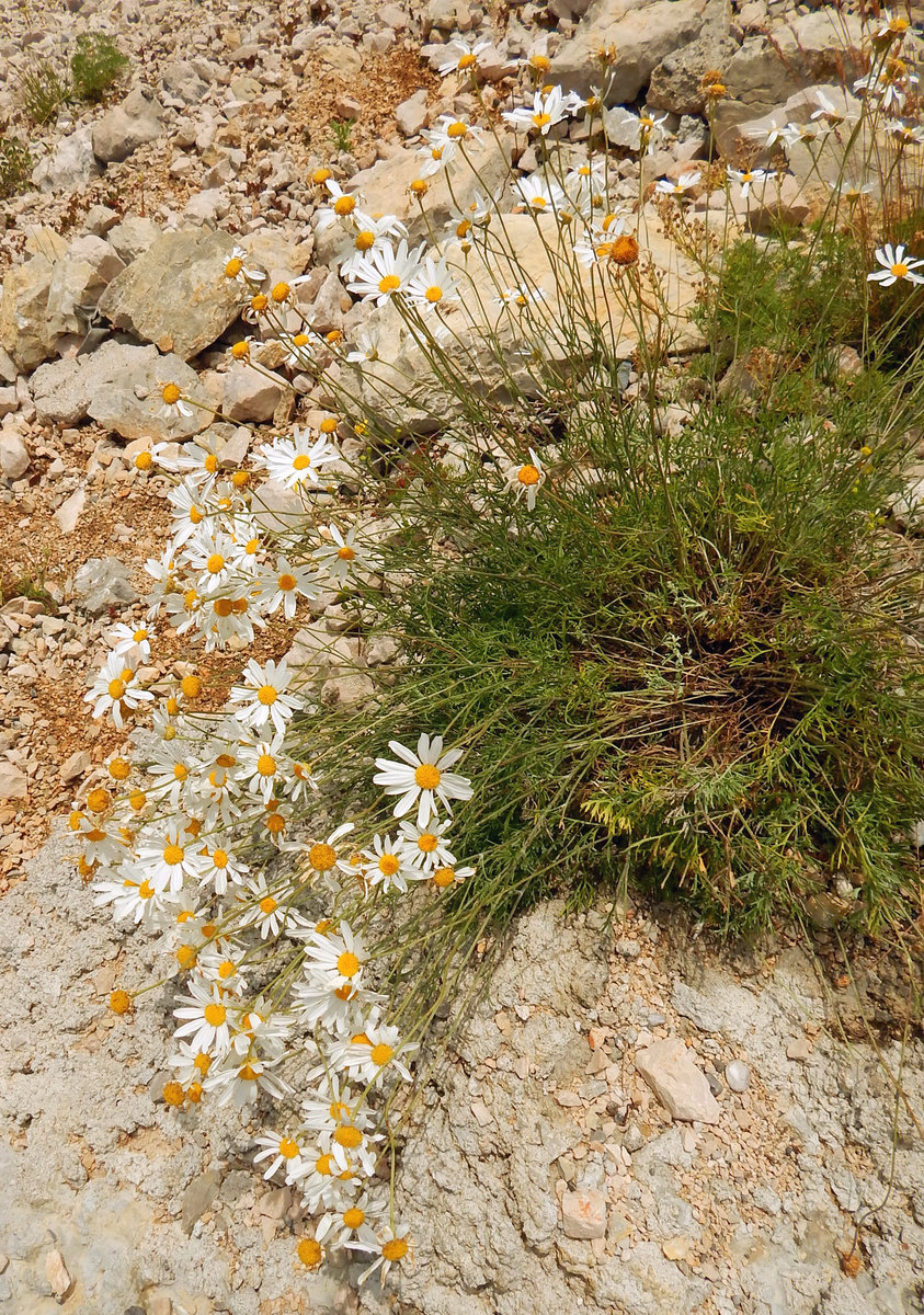 Изображение особи семейство Asteraceae.