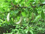 Prunus subspecies caspica