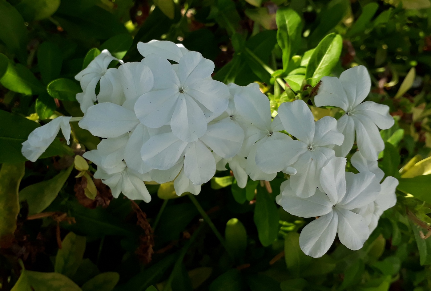 Изображение особи Plumbago auriculata.