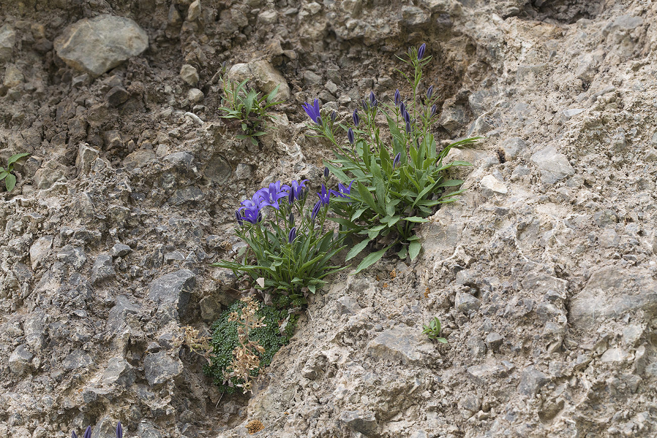 Изображение особи Campanula lehmanniana.