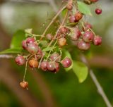 Lawsonia inermis. Соплодие с созревающими плодами. Израиль, Шарон, г. Тель-Авив, ботанический сад университета. 22.10.2018.