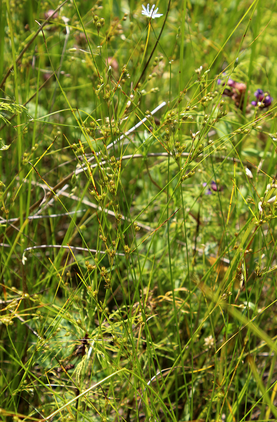 Image of Juncus tenuis specimen.