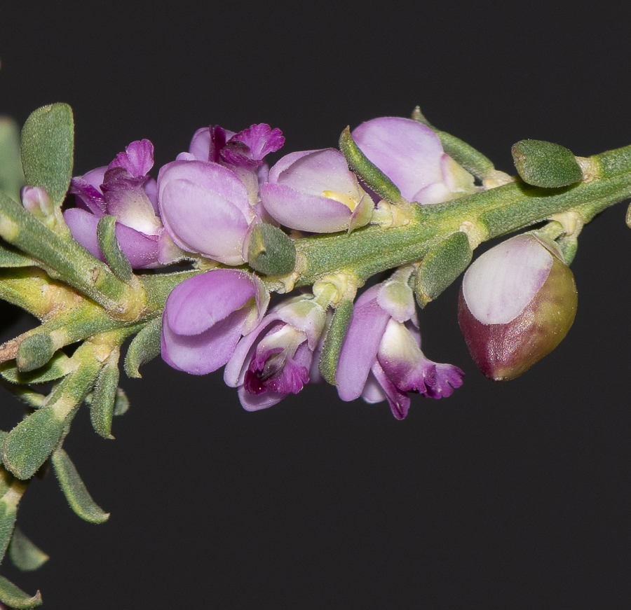 Image of Muraltia spinosa specimen.