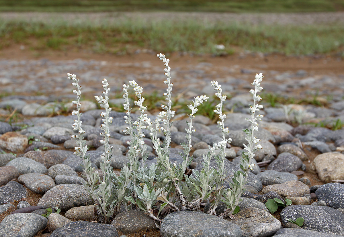 Image of Artemisia stelleriana specimen.