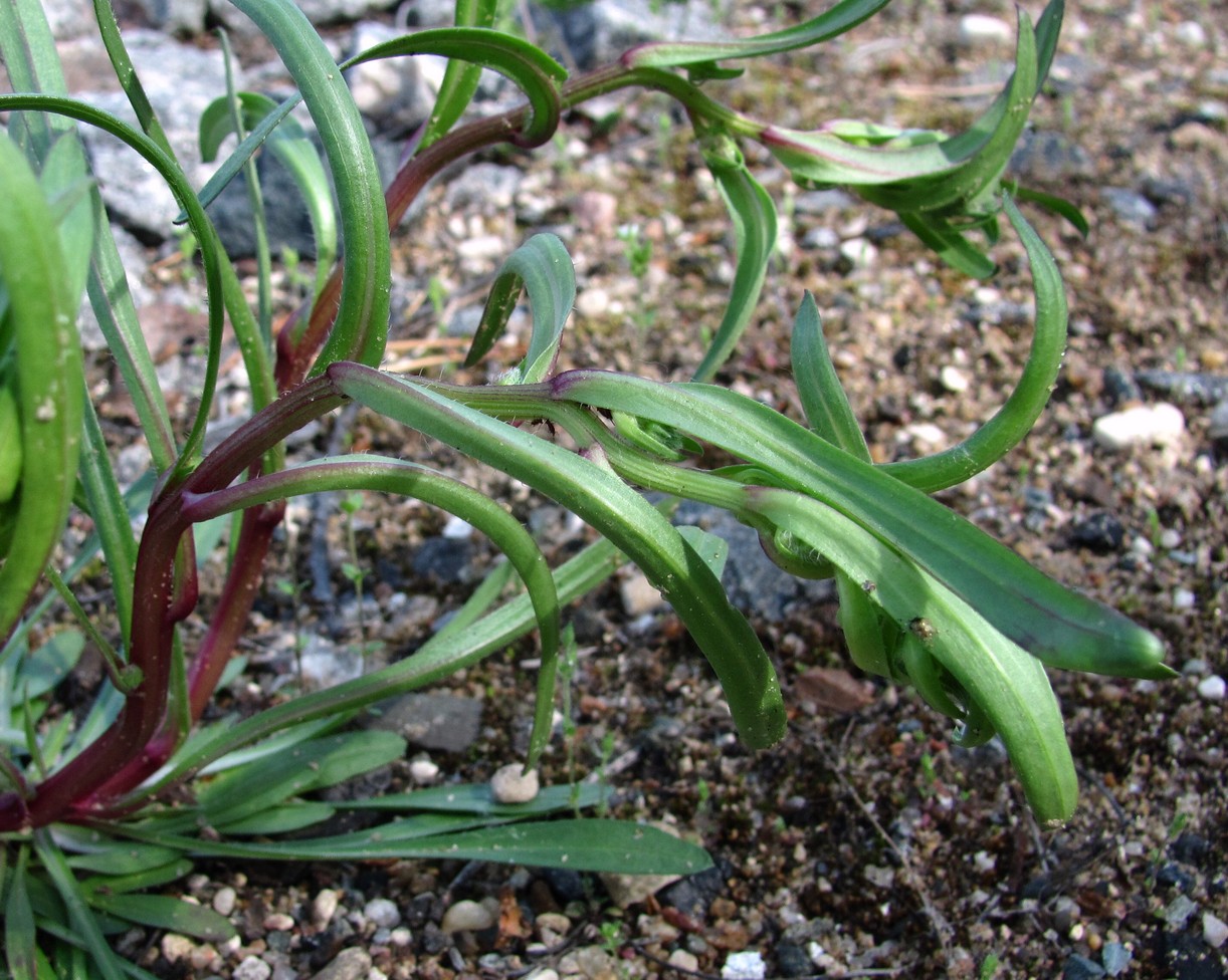 Image of Erigeron acris specimen.