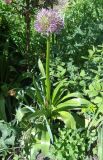 genus Allium