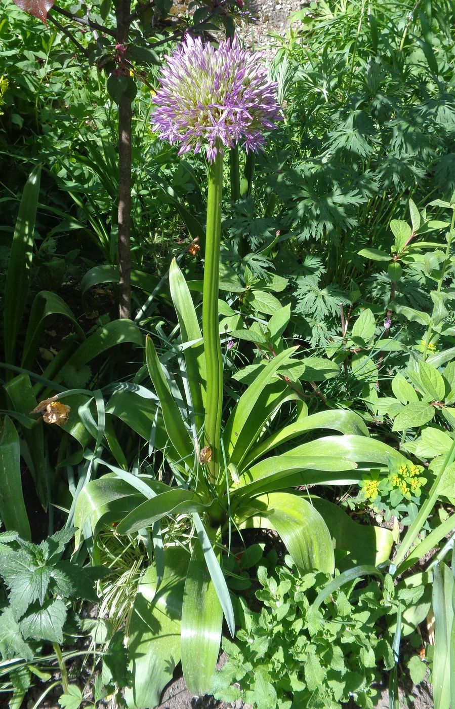 Image of genus Allium specimen.