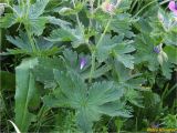 Смотреть изображение Geranium alpestre