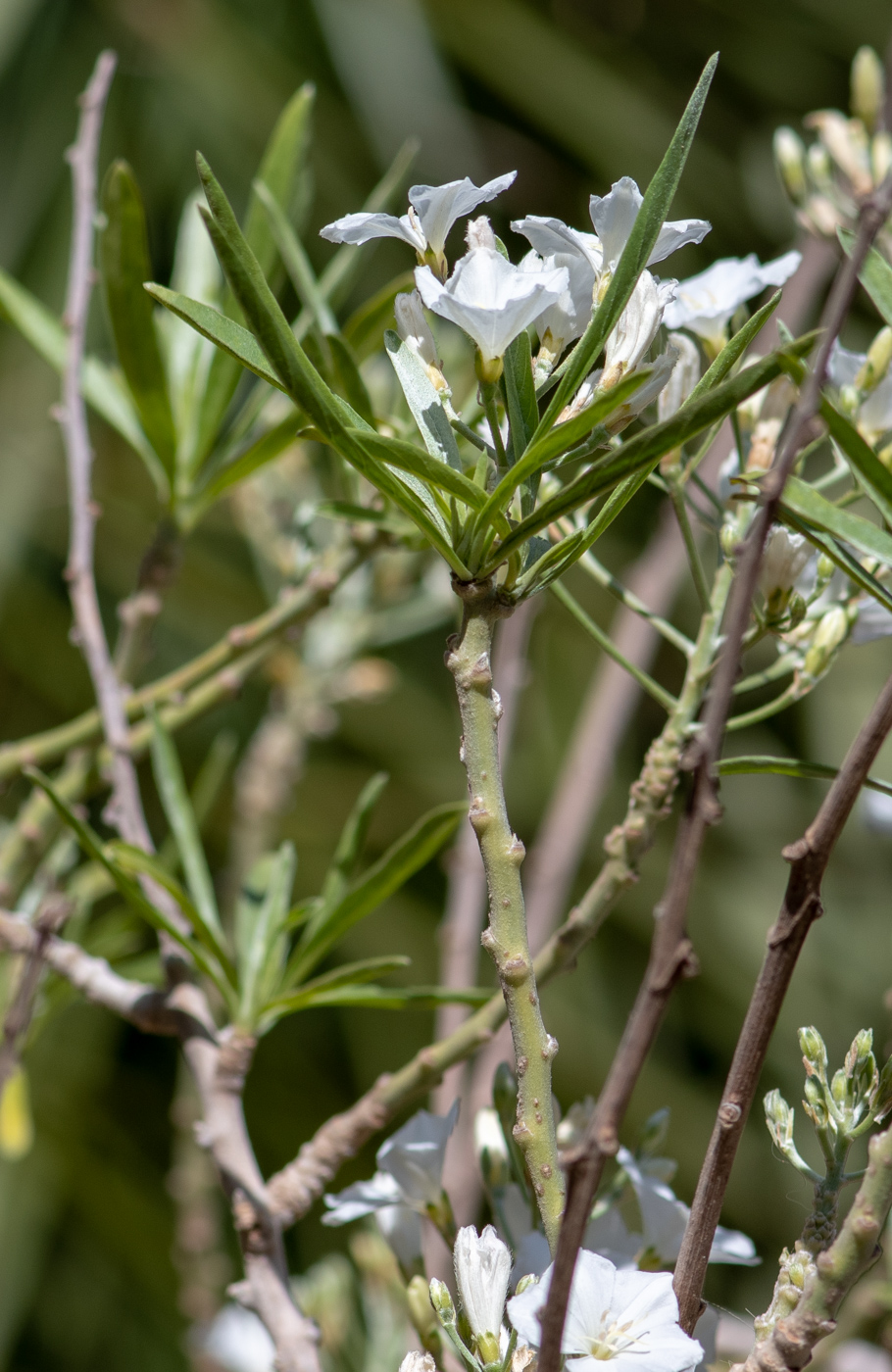 Изображение особи Convolvulus floridus.