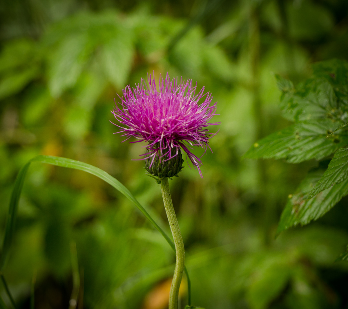 Image of Cirsium heterophyllum specimen.