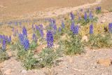 Lupinus oreophilus