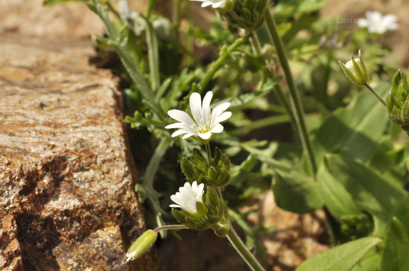 Изображение особи Cerastium fischerianum.