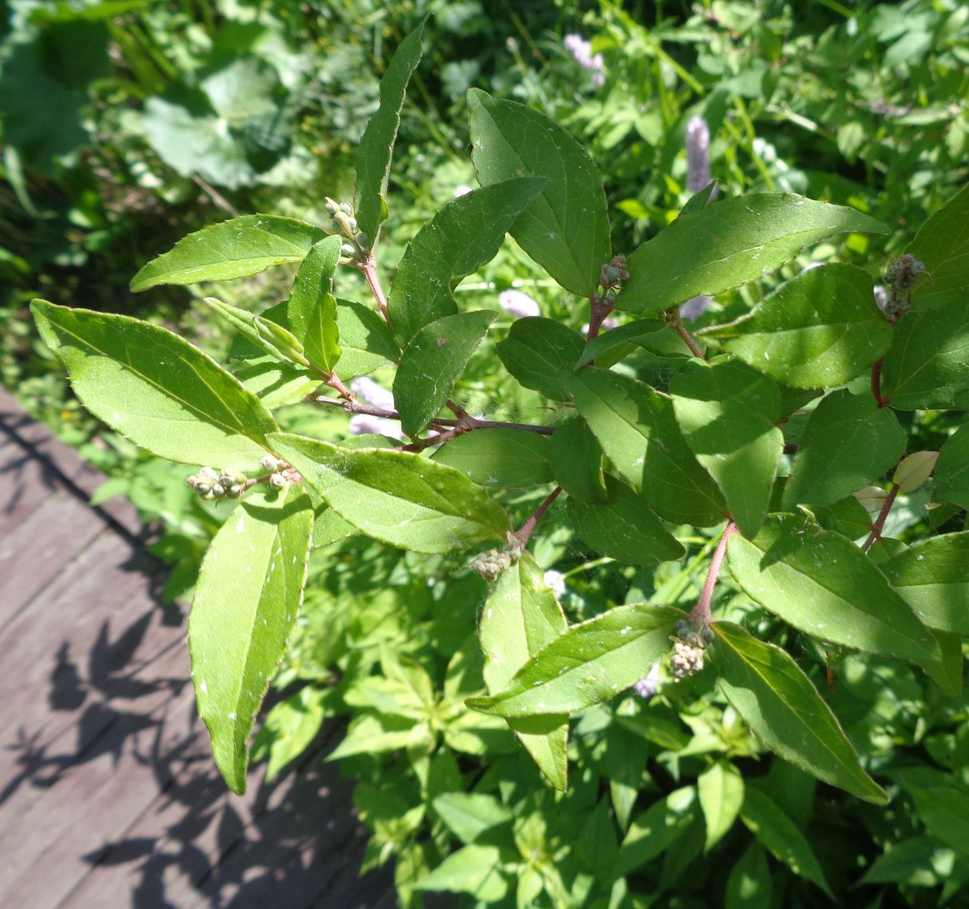 Изображение особи Deutzia scabra.