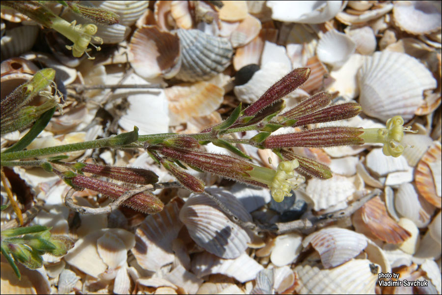 Image of Silene thymifolia specimen.