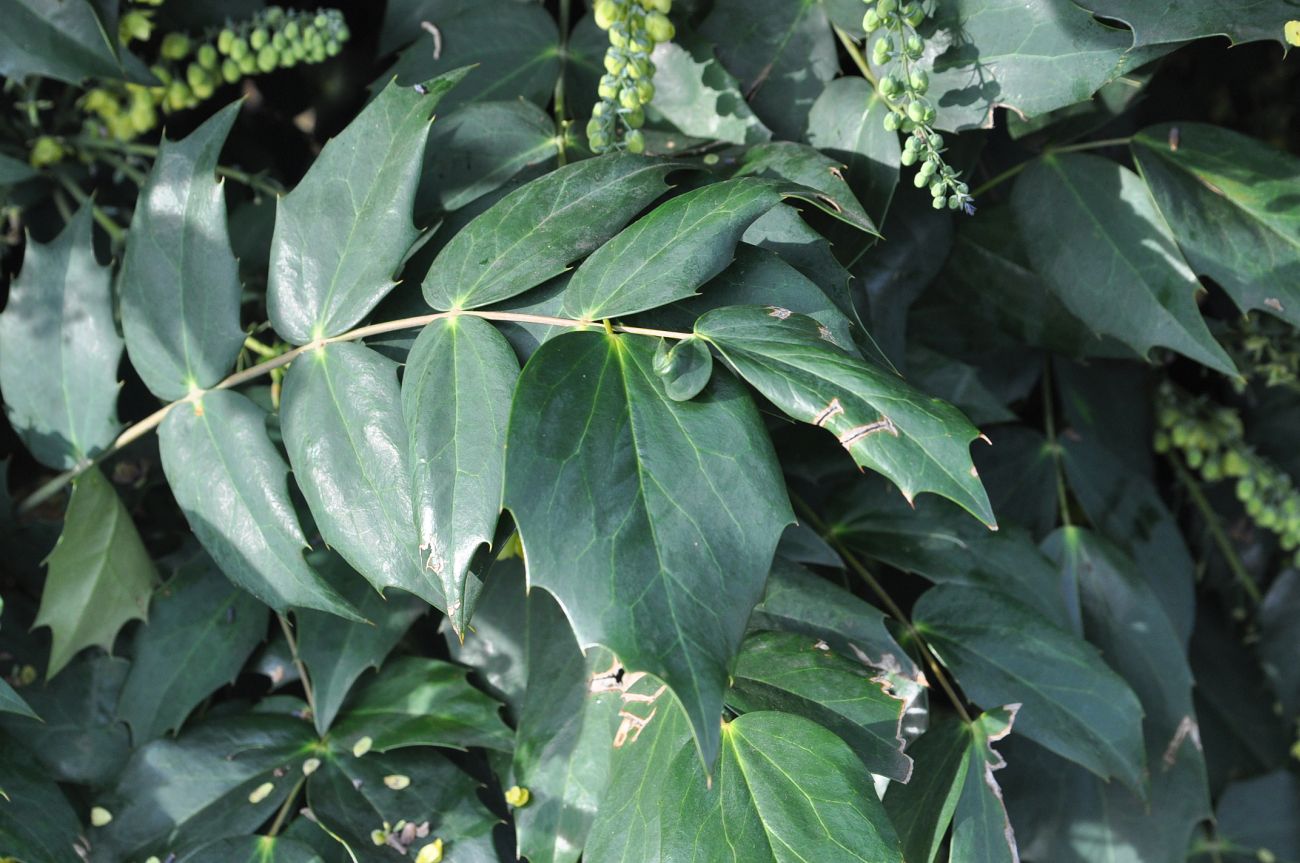 Image of genus Mahonia specimen.