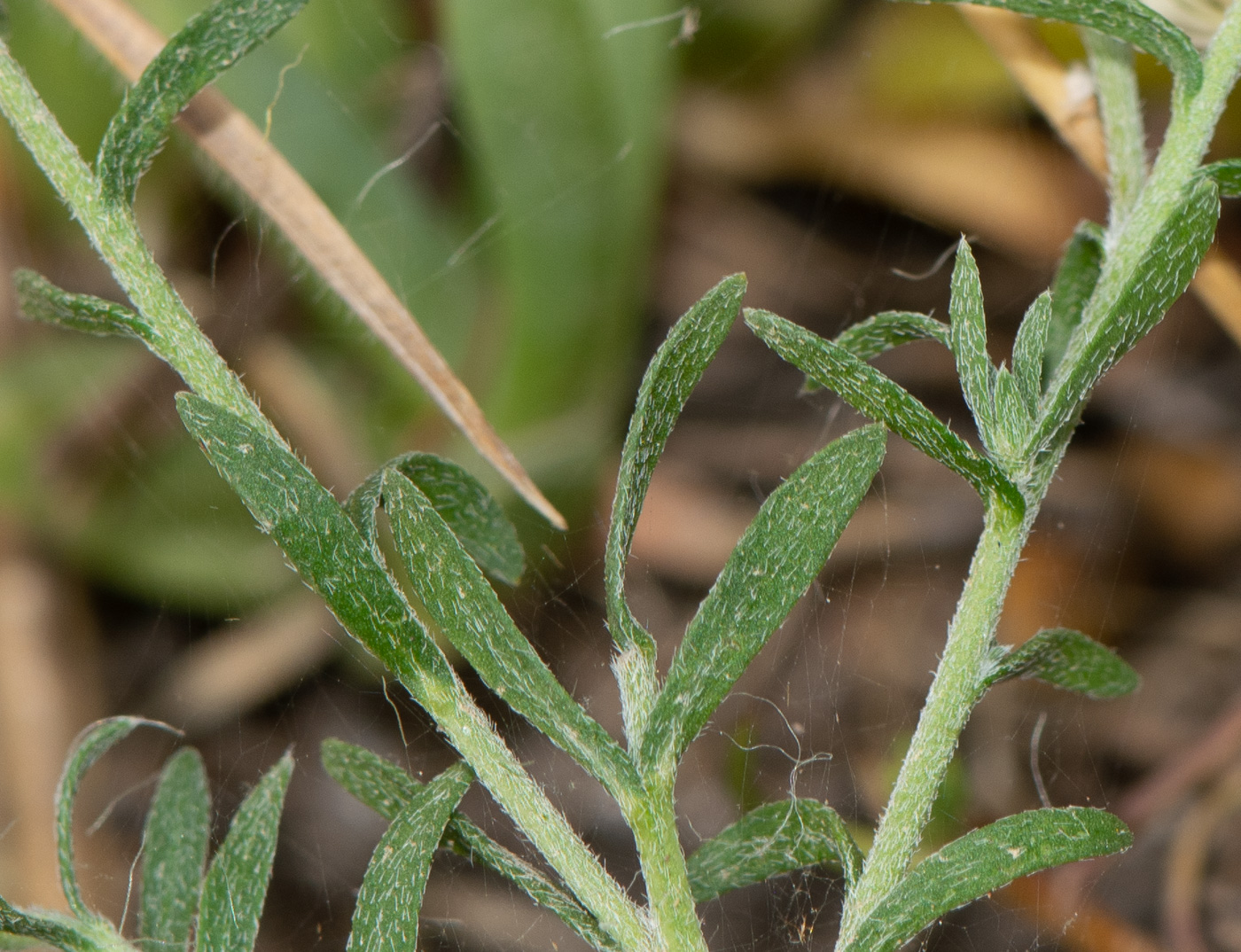 Image of Felicia australis specimen.