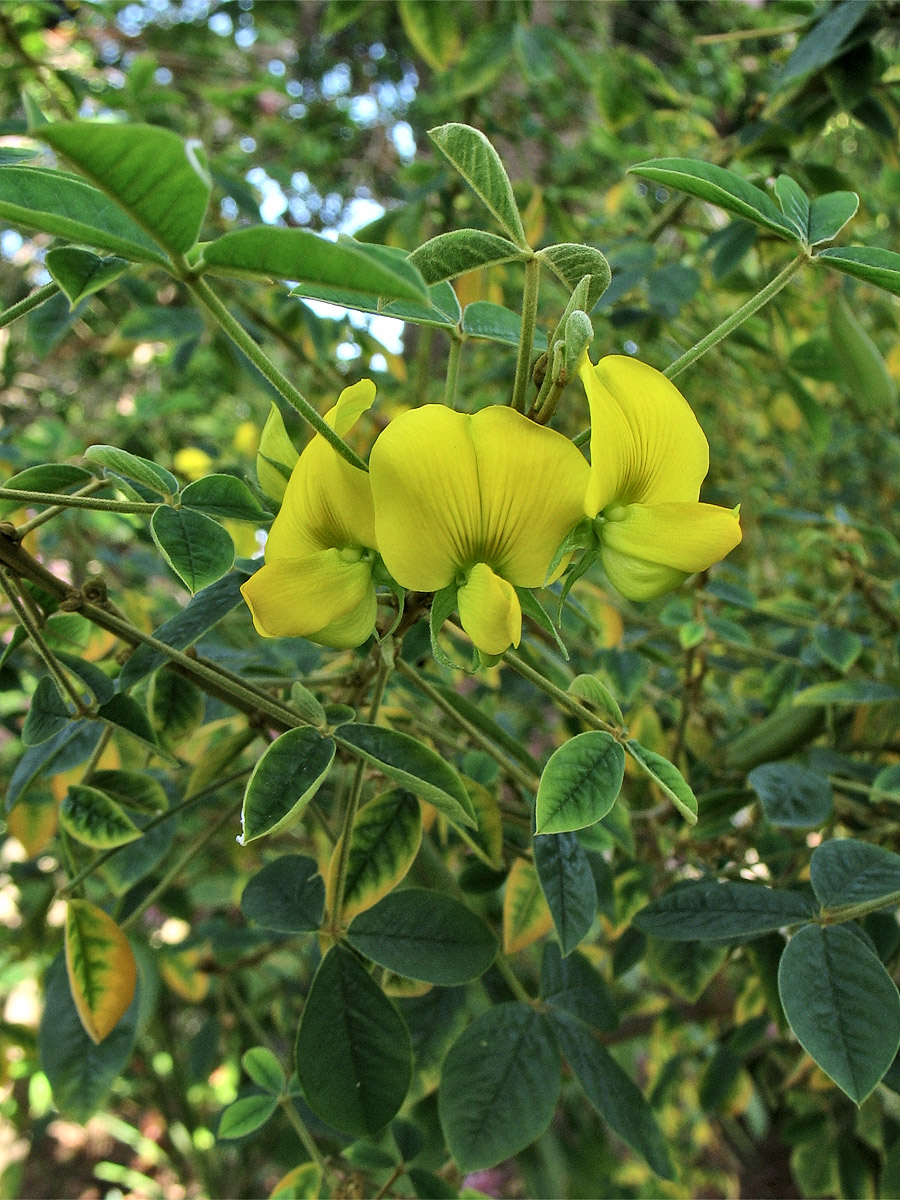 Изображение особи Crotalaria capensis.