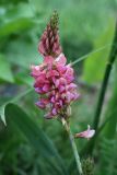 Onobrychis viciifolia. Соцветие. Ленинградская обл., Лужский р-н, ст. Толмачёво, рядом с полотном ж.д. у моста через Лугу. 08.06.2010.