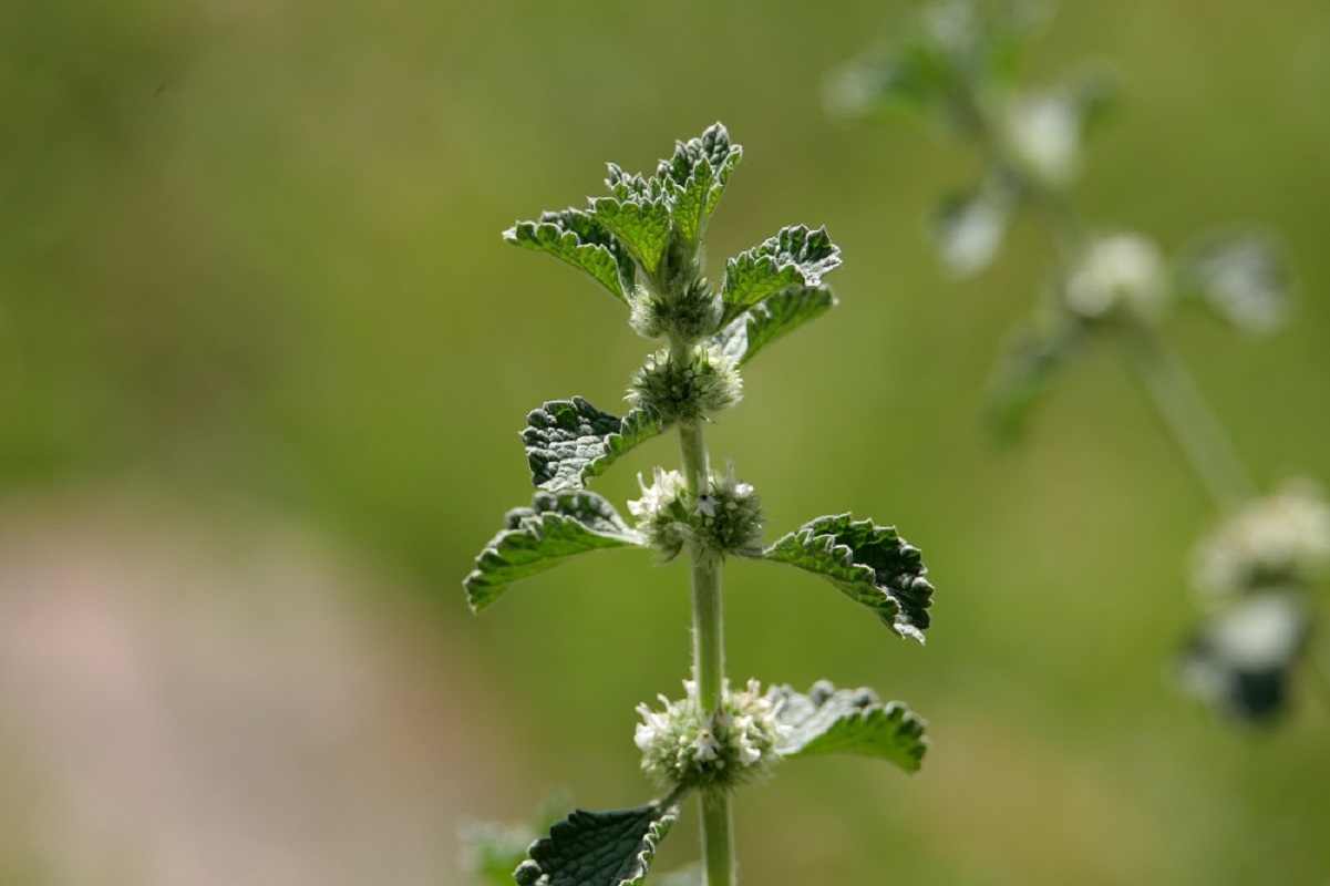 Image of Marrubium anisodon specimen.