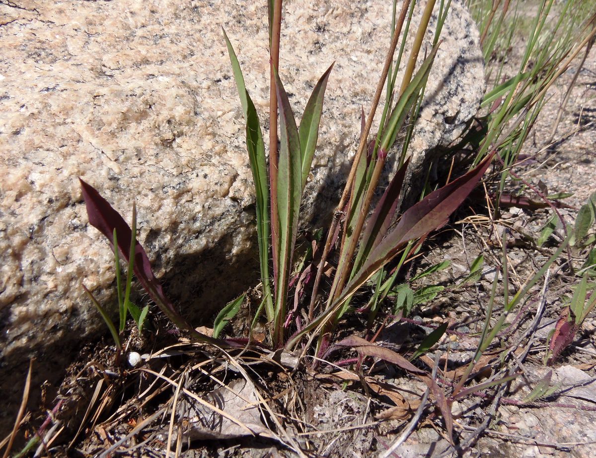 Image of genus Pilosella specimen.