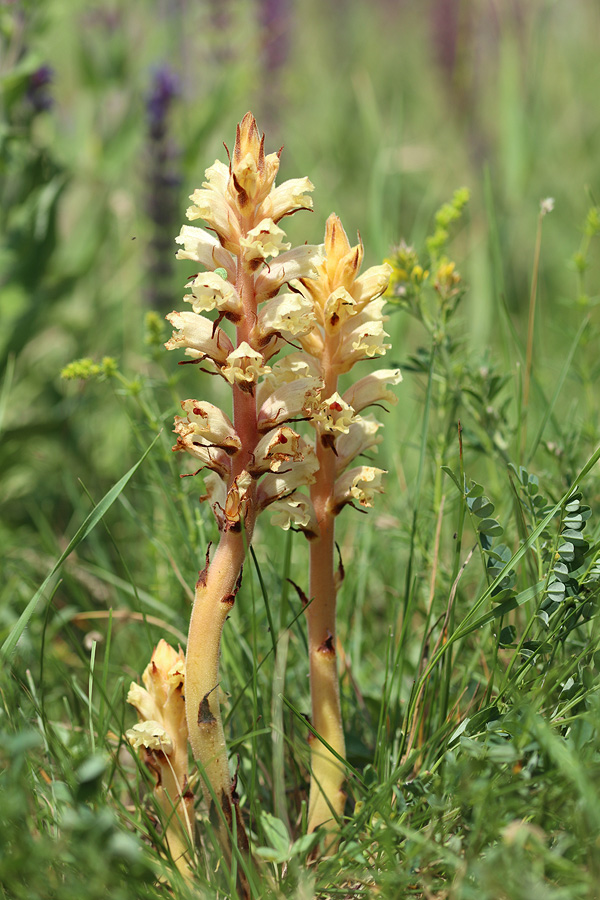 Image of Orobanche alba specimen.