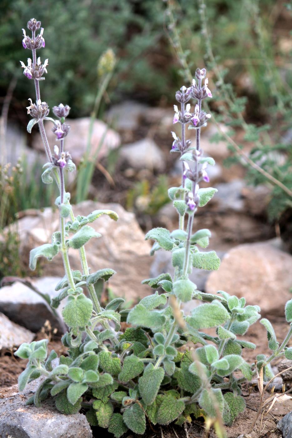 Image of Stachys hissarica specimen.