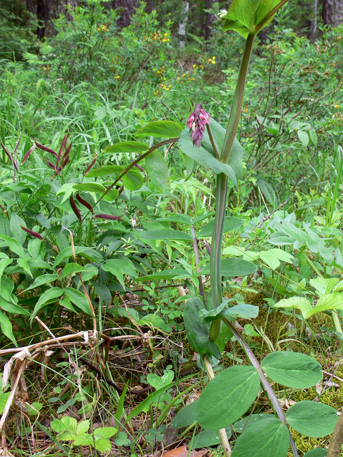 Изображение особи Lathyrus pisiformis.