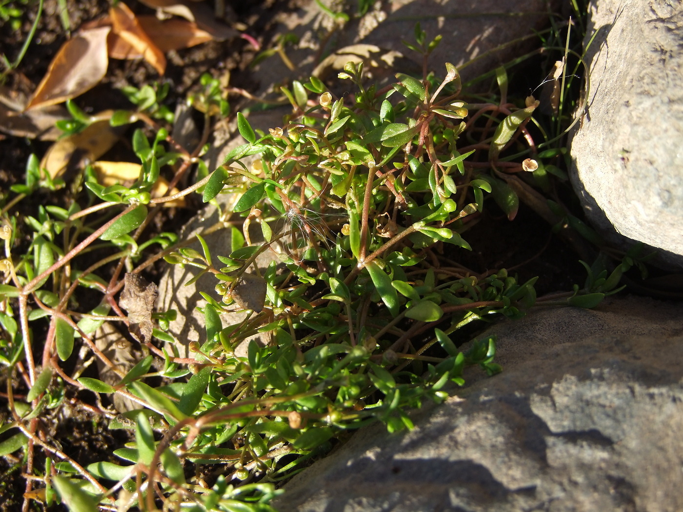 Image of Montia fontana specimen.