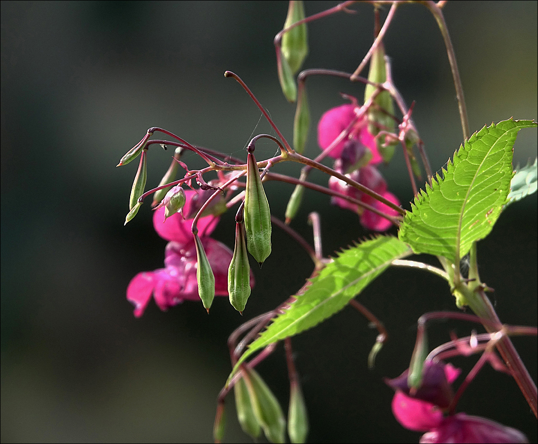 Image of Impatiens glandulifera specimen.