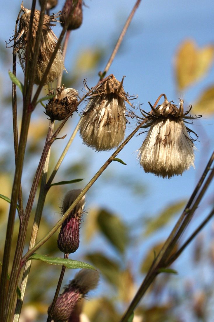 Image of Cirsium arvense specimen.