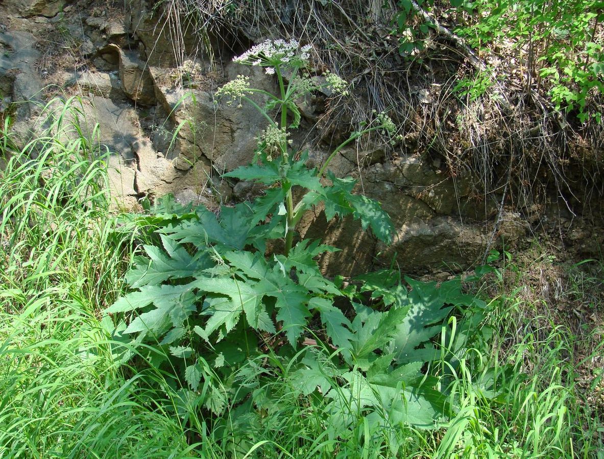 Image of Heracleum dissectum specimen.