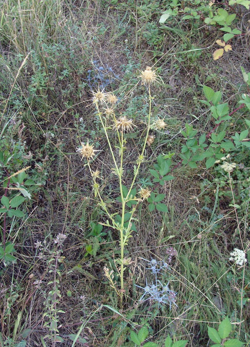 Изображение особи Centaurea sosnovskyi.