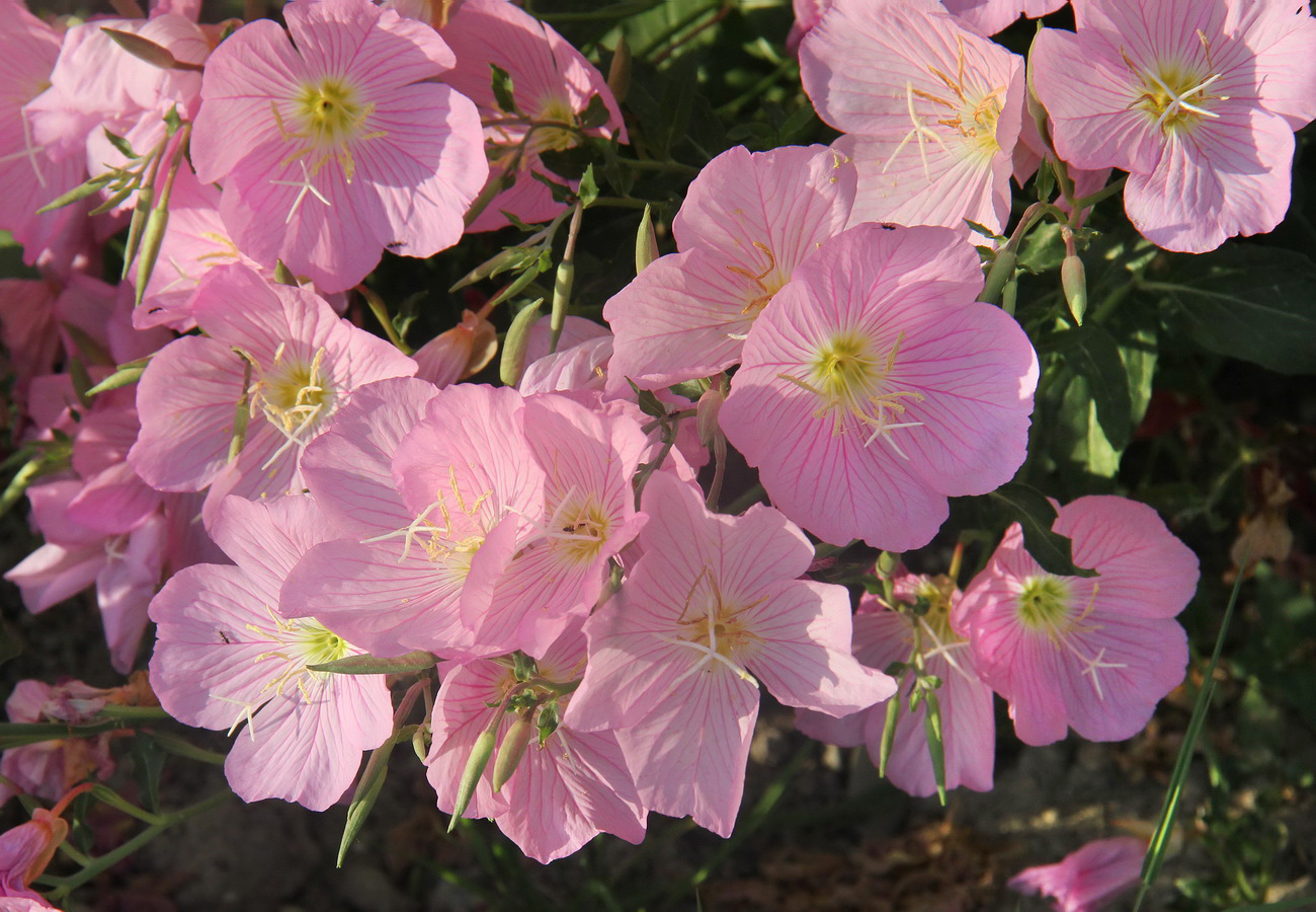 Изображение особи Oenothera speciosa.