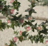 Salsola pontica