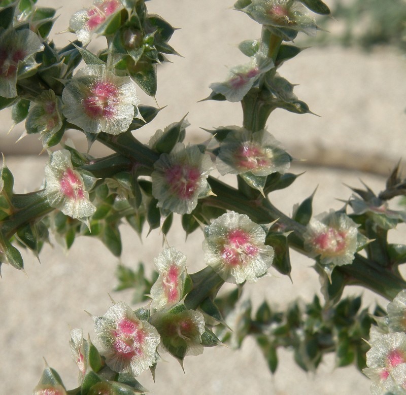 Image of Salsola pontica specimen.