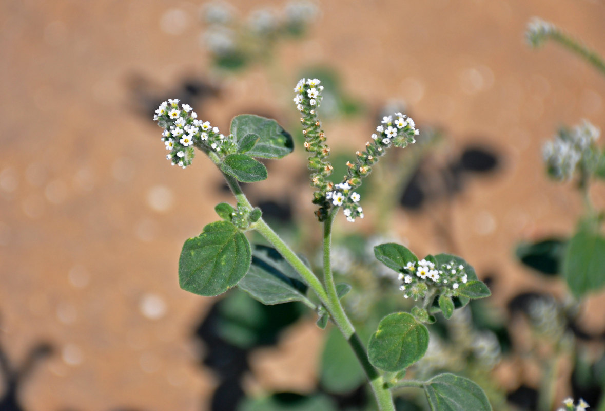 Изображение особи Heliotropium ellipticum.