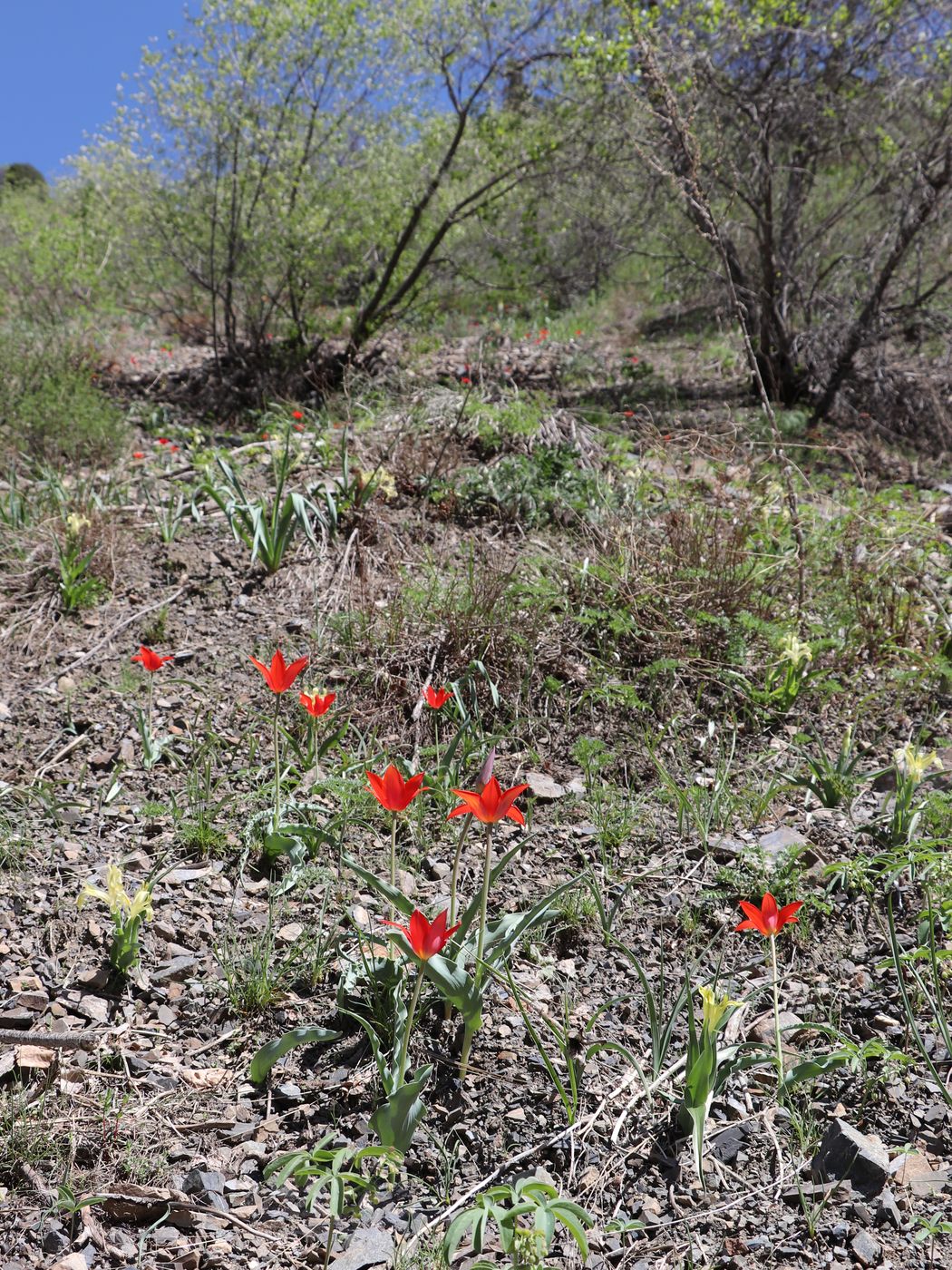 Изображение особи Tulipa butkovii.