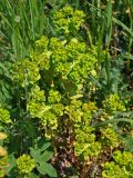 Euphorbia helioscopia. Верхушки цветущих растений. Крым, Караларский природный парк, окр. бухты Коровья, степь. 07.05.2021.