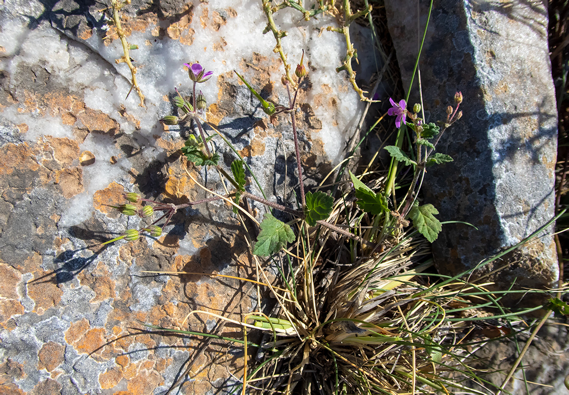 Image of Erodium malacoides specimen.