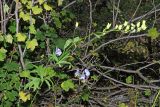 Aconitum talassicum