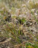 genus Carex