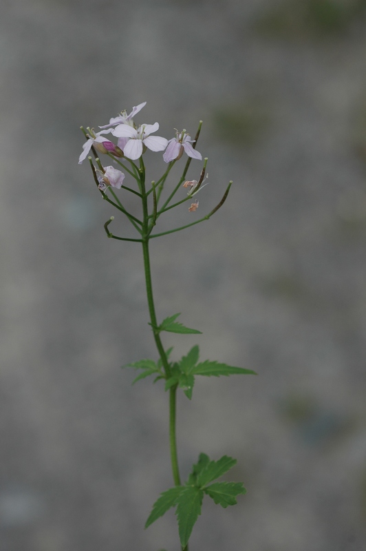 Image of Cardamine macrophylla specimen.