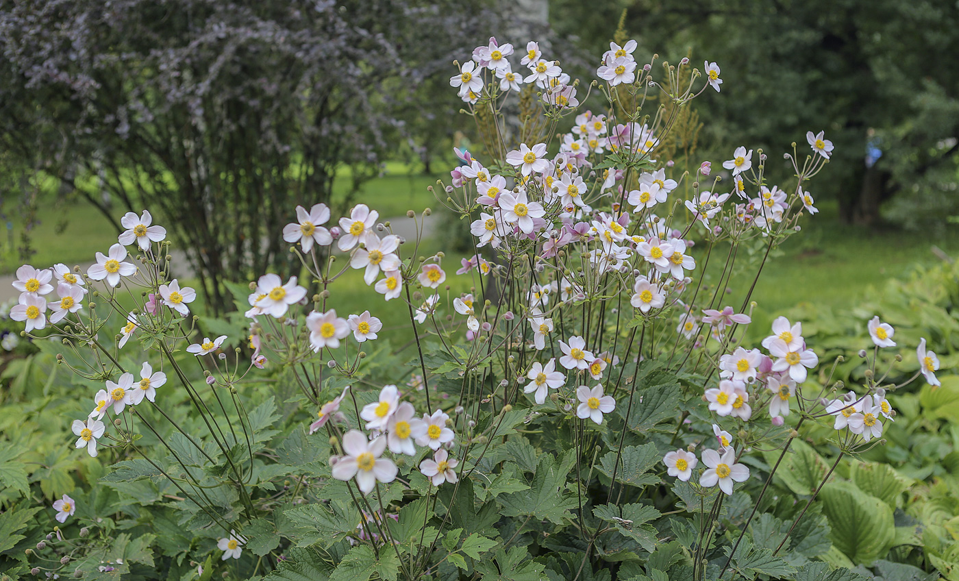 Image of Anemone hupehensis specimen.