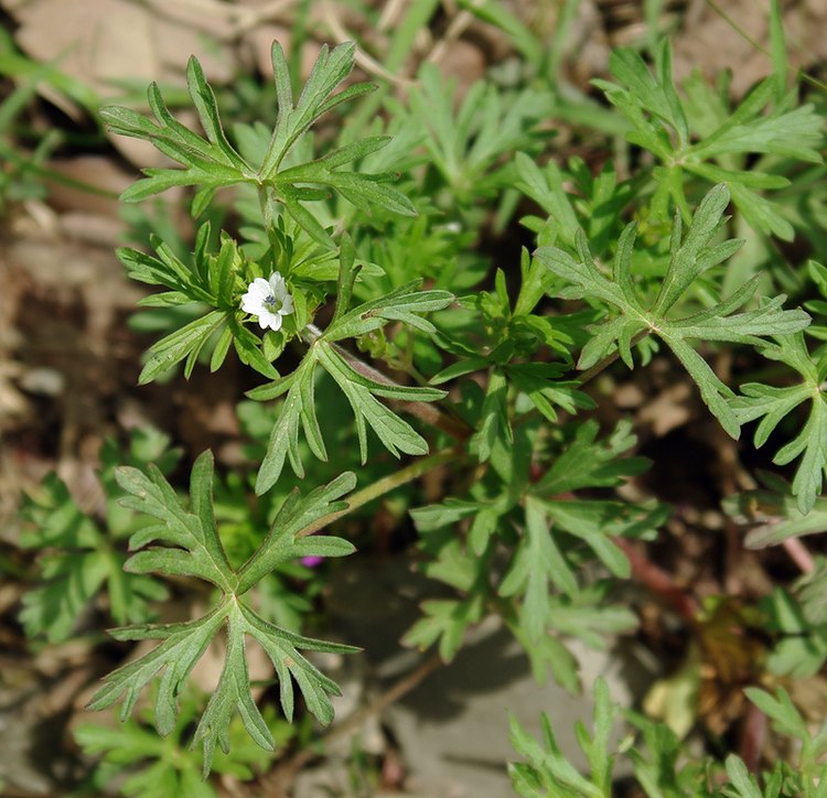 Image of Geranium dissectum specimen.