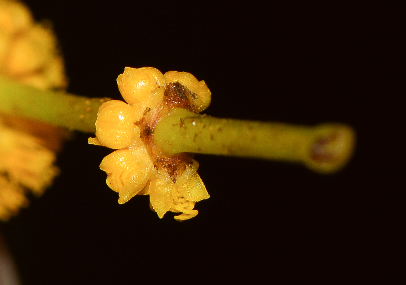 Изображение особи семейство Fabaceae.