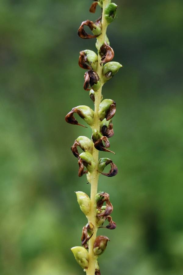 Image of Pedicularis incarnata specimen.