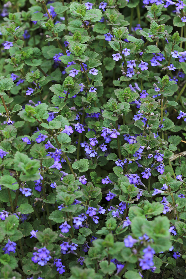 Image of Glechoma hederacea specimen.